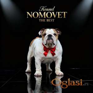 Engleski buldog vrhunski štenci